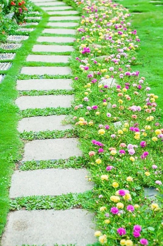 Click to purchase Portulaca Plant  (Pack of 1)