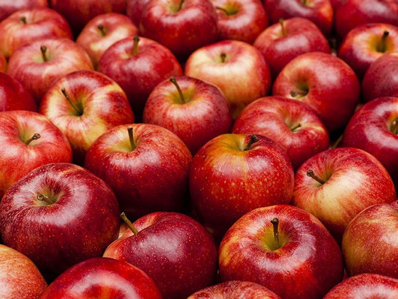 Nodoc Apple fruit Seed  (31 per packet)