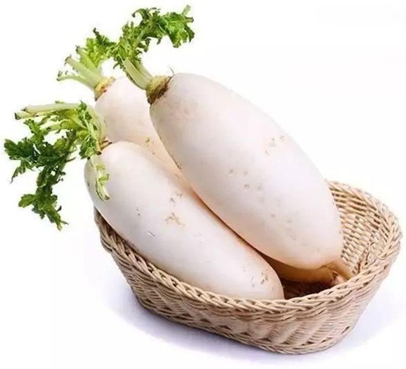 WYCAL White Radish (Mooli) Vegetable (मूली के बीज) Seed  (300 per packet)
