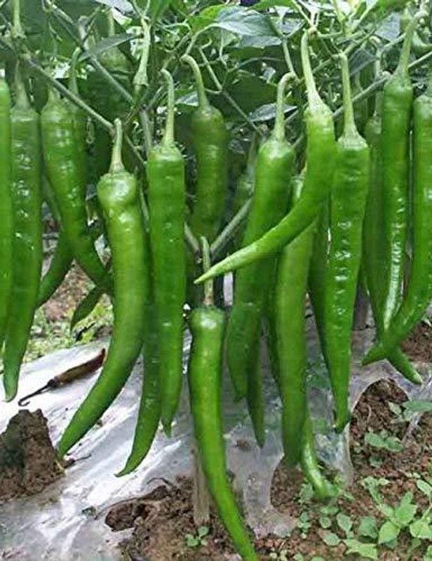 KANAYA Green Chilli Seed  (425 per packet)