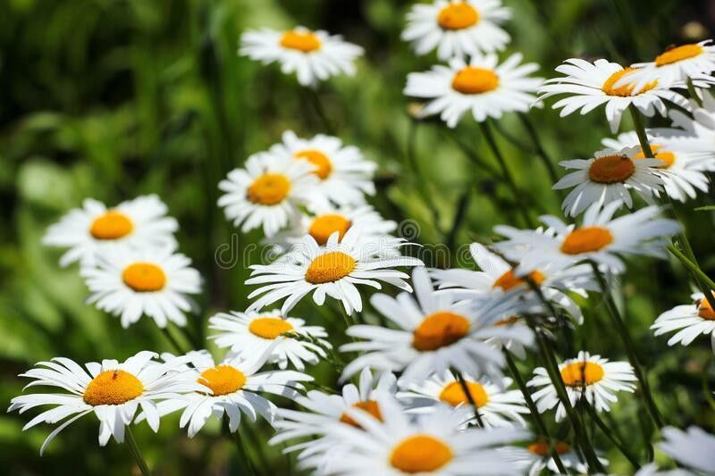 Nodoc Exotic germanchamomile Seed  (48 per packet)