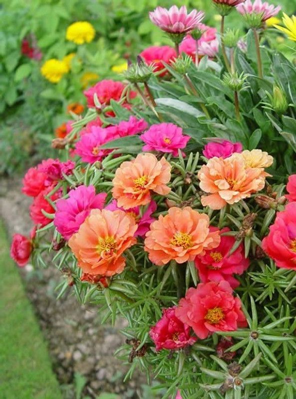 Mozette portulaca flower Seed  (36 per packet)