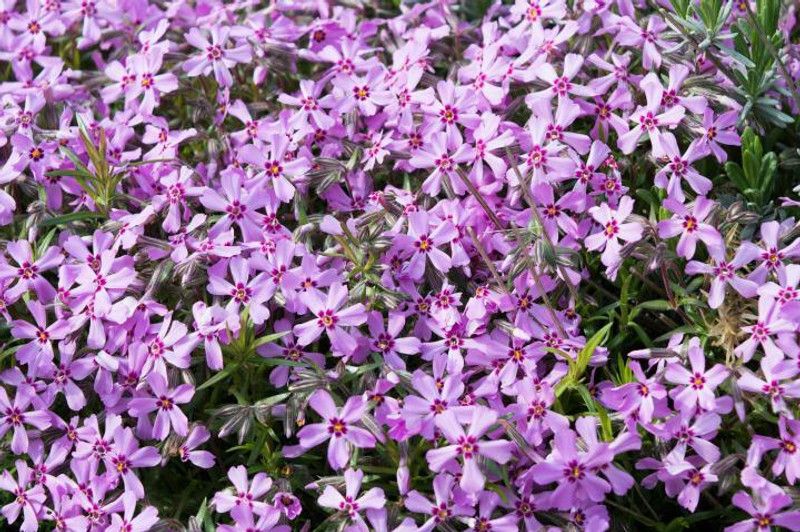 hussn Phlox flower Seed  (33 per packet)