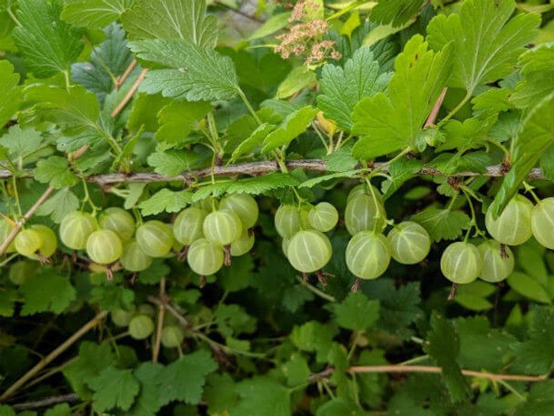 Paudha Gooseberry (Amla) Seed  (45 per packet)