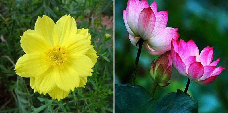 xcentax Cosmos, KAMAL GATTA Seed  (15 per packet)