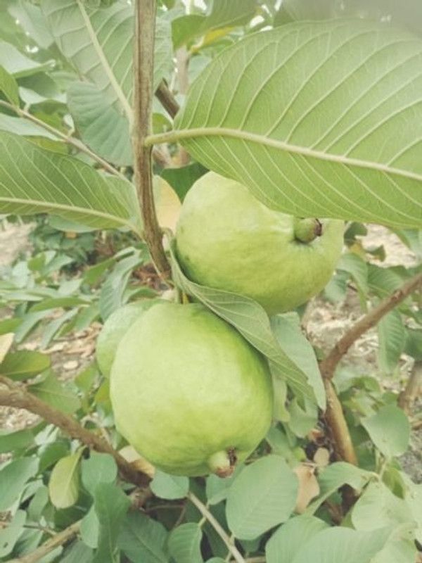 DAIVISH Guava Plant  (Pack of 1)
