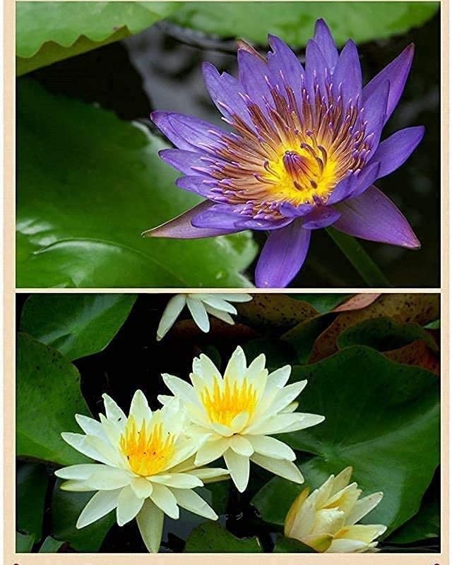 VibeX ® LXI-158 Aquatic Lotus Flower Seeds Seed  (25 per packet)
