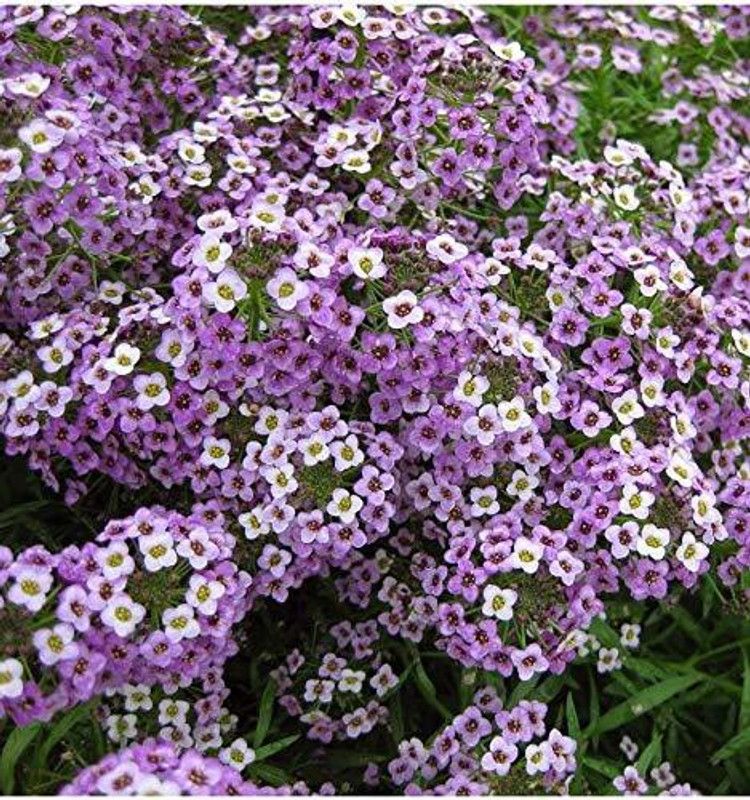 KANAYA Alyssum F1 Hybrid Flower Seed  (94 per packet)