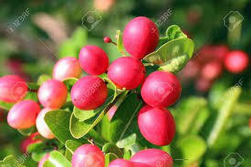 Dee Farm Cherry Fruit Plant  (Hybrid, Pack of 1)