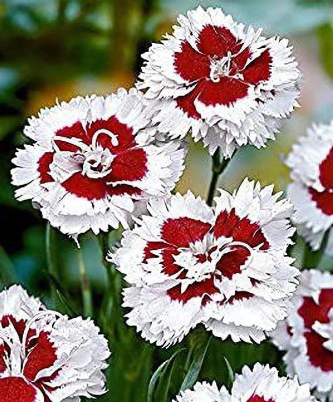 Aro Dianthus Seed  (38 per packet)