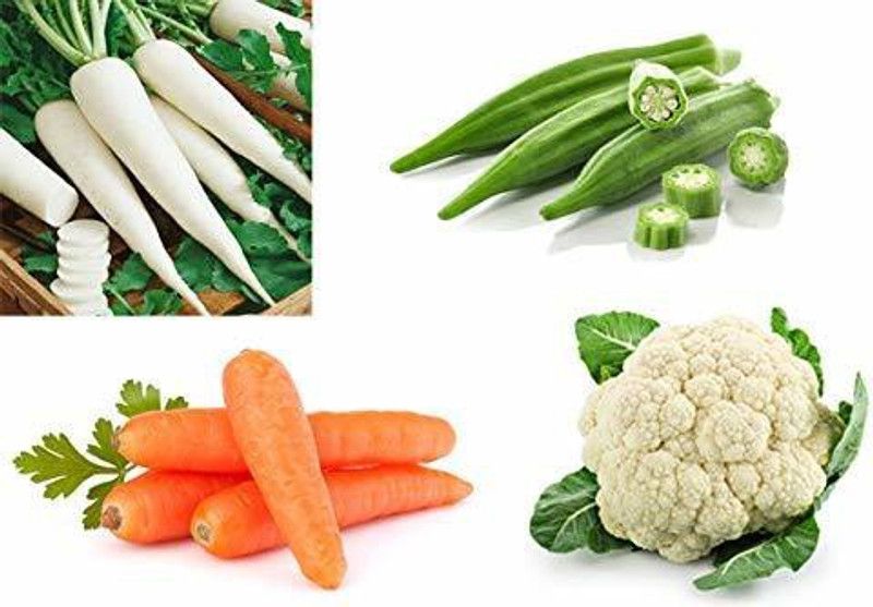 VibeX KGF-13-Combo of 4 vegetable seeds (Radish , carrot , Bhindi , Cauliflower) Seed  (140 per packet)