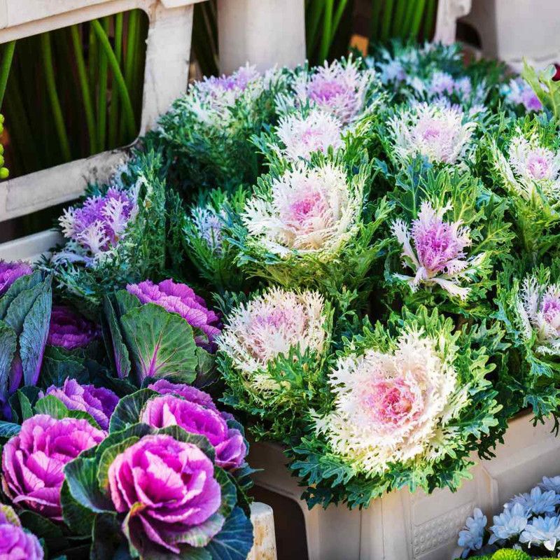 XOLDA Hybrid Ornamental kale Seed  (62 per packet)