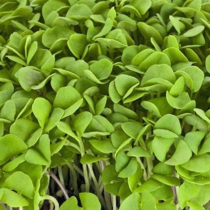 Airex Basil (Cinnamon Basil) Microgreen Seeds Seed  (120 per packet)