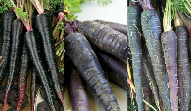 XOLDA Organic black carrot Seed  (38 per packet)