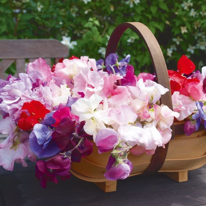 CYBEXIS Sweet Pea Flower Seeds Colourful Scented Seed  (1 g)