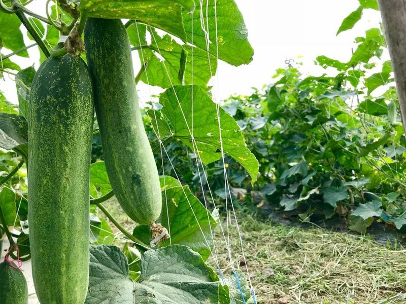 PMB cucumber Seed  (60 per packet)