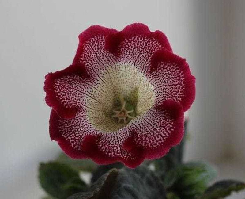 SIDDHI VINAYAK GALLERY Gloxinia Flower Bulbs Paeonia suffruticosa Oganic Premium Fragrance Perennial Flower Bulbs for Planting Garden Indoor Red dot 2pc Seed  (4 per packet)