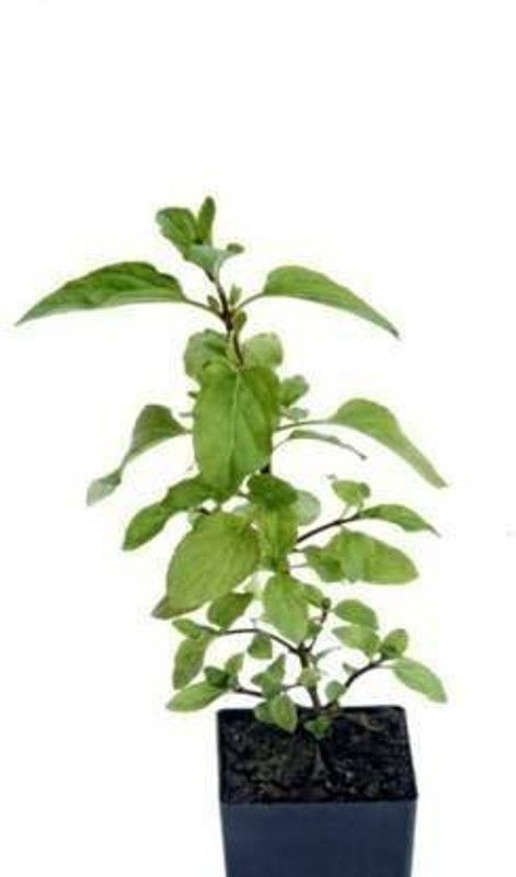 Dream mall Tulsi Plant  (Hybrid, Pack of 1)