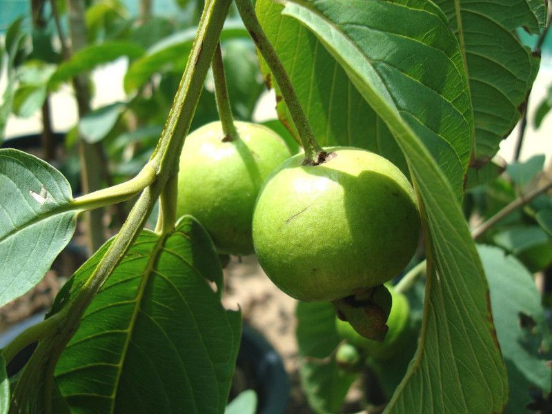 Plantzoin Guava Plant  (Pack of 1)