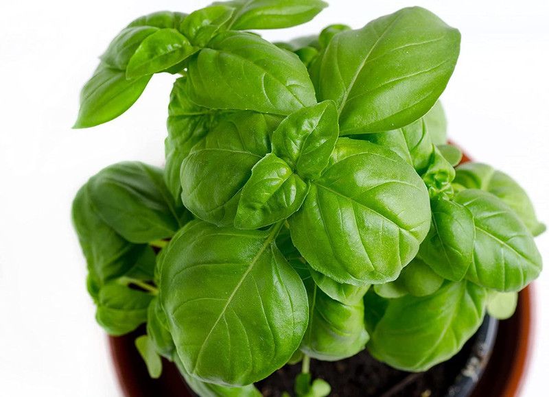 WILLVINE NBIR-4 Organic Genovese Sweet Basil Seed  (2000 per packet)