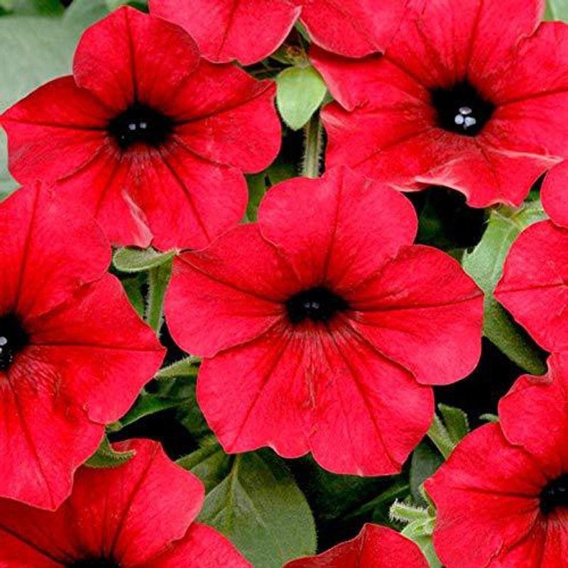 CYBEXIS PETUNIA RED FLOWER SEEDS Seed  (50 per packet)
