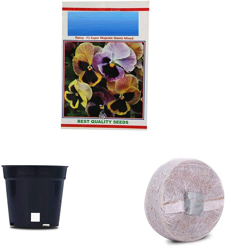 VibeX Super Majestic Pansy F1 Hybrid Combo with Potter & Rootplug Seed  (35 per packet)