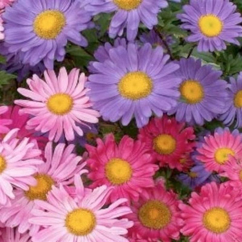 CYBEXIS (Aster Alpinus Mix)- Mix Colors Seed  (50 per packet)