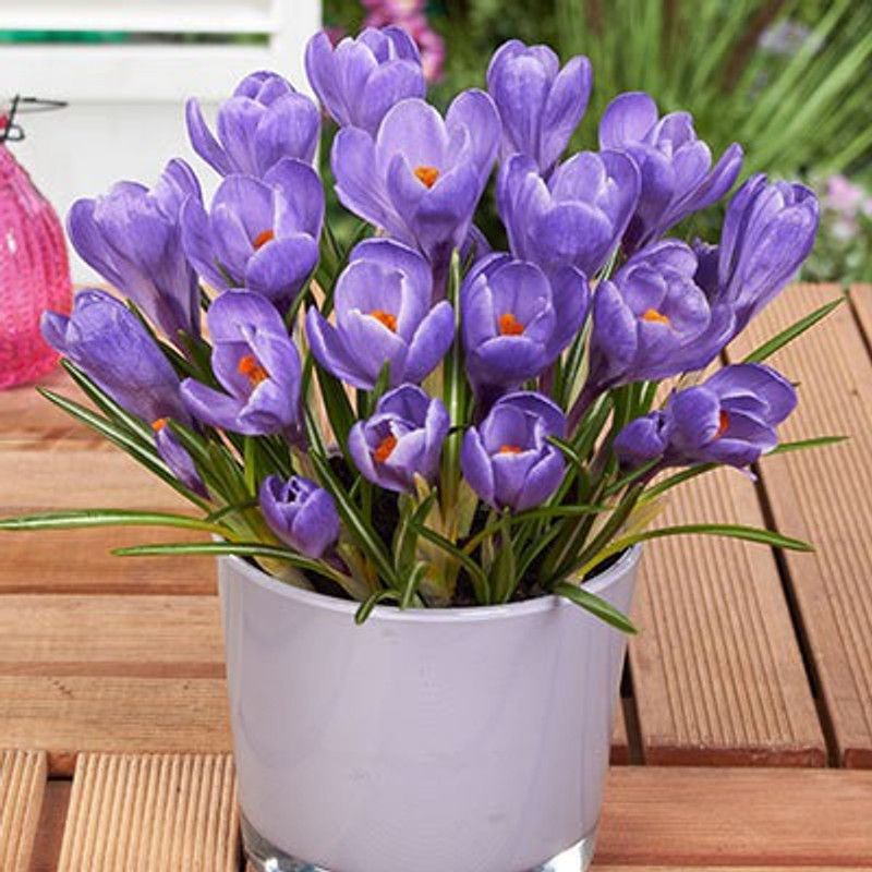 FERNSFLY® Grand Maitre Crocus Seed  (6 per packet)