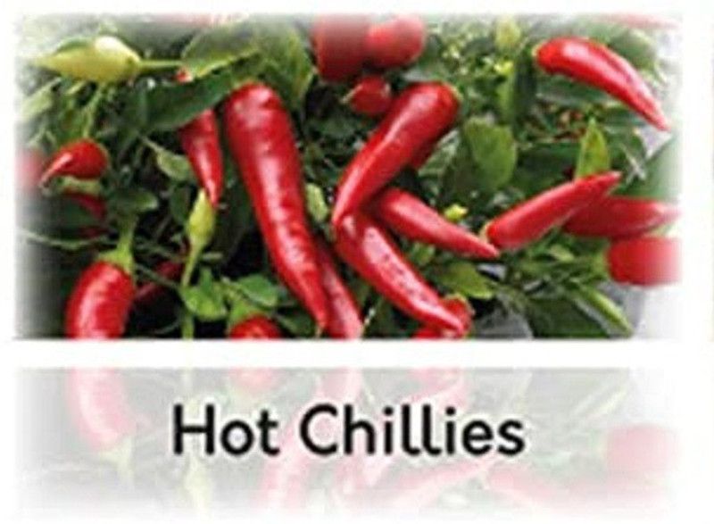 CYBEXIS Hybrid Chili Cayenne Seeds-300 Seeds Seed  (300 per packet)
