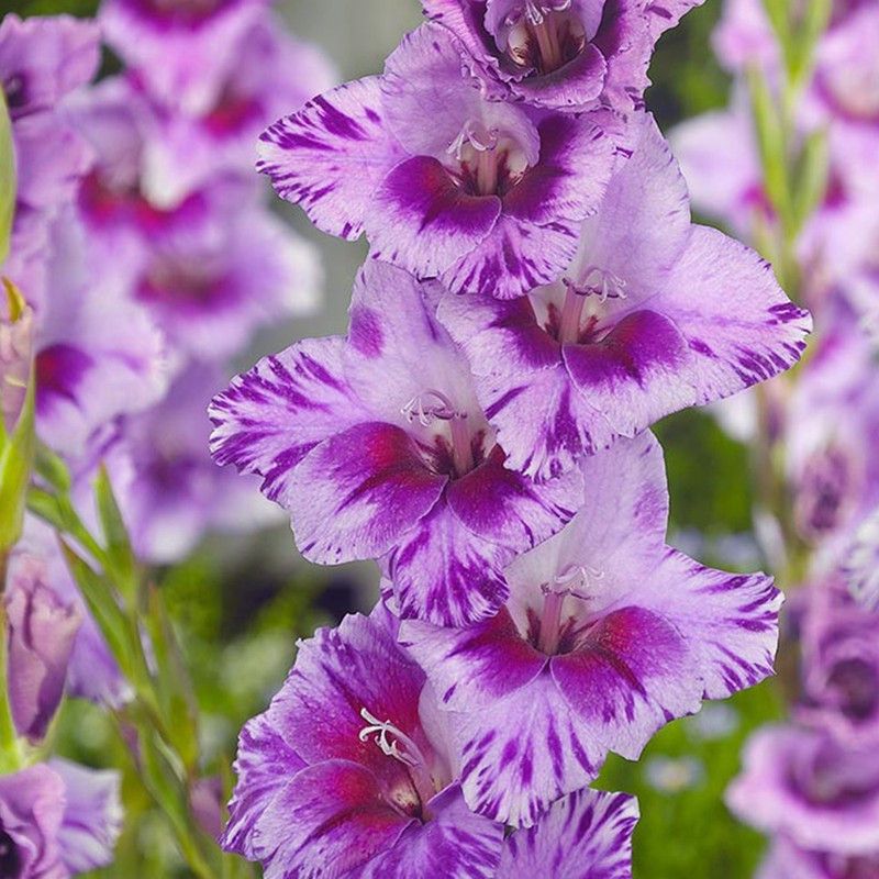 FERNSFLY® Gladiolus Seed  (13 per packet)
