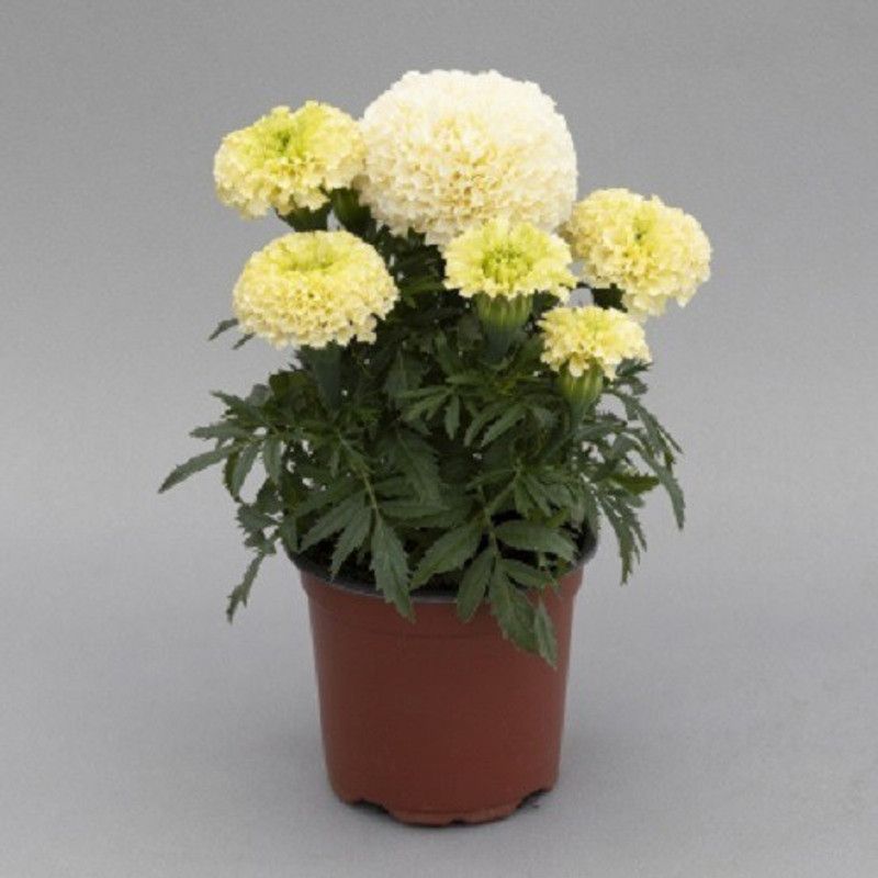 VibeX ® XXL-721 White African Marigold Seeds Seed  (500 per packet)