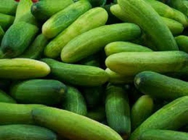 The Entacloo Kheera Seeds Seed  (140 per packet)