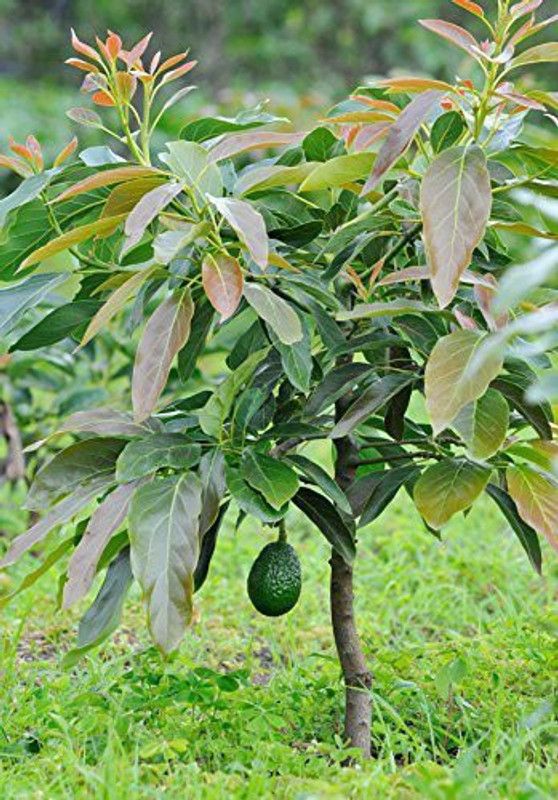 Dream mall Avocado Plant  (Hybrid, Pack of 58)