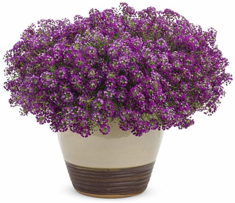 CYBEXIS Alyssum Royal Carpet Mixture, Lobularia maritima Seed  (1 g)