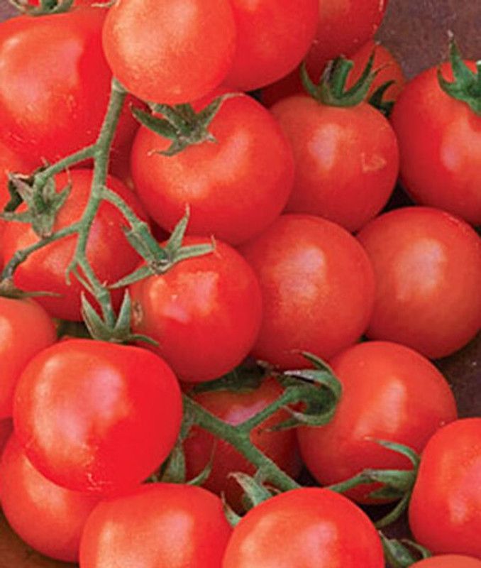 VibeX Sweetie Organic Tomato Seed  (120 per packet)