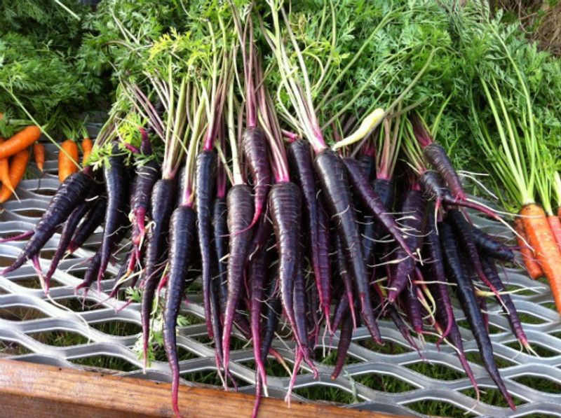 PLANTZON Black Carrot Seed  (35 per packet)