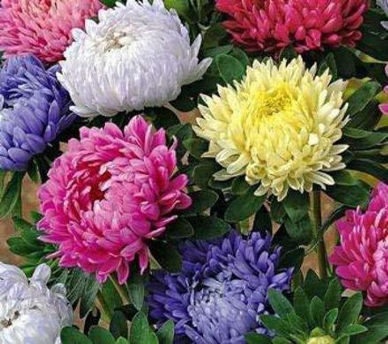 CYBEXIS Aster Princess Mixed Flower Seed  (1 g)