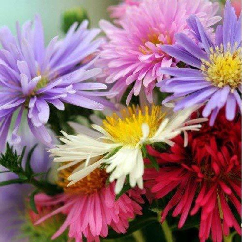 CYBEXIS Aster (Michaelmas Daisy) - Ostrich Seed  (1 g)