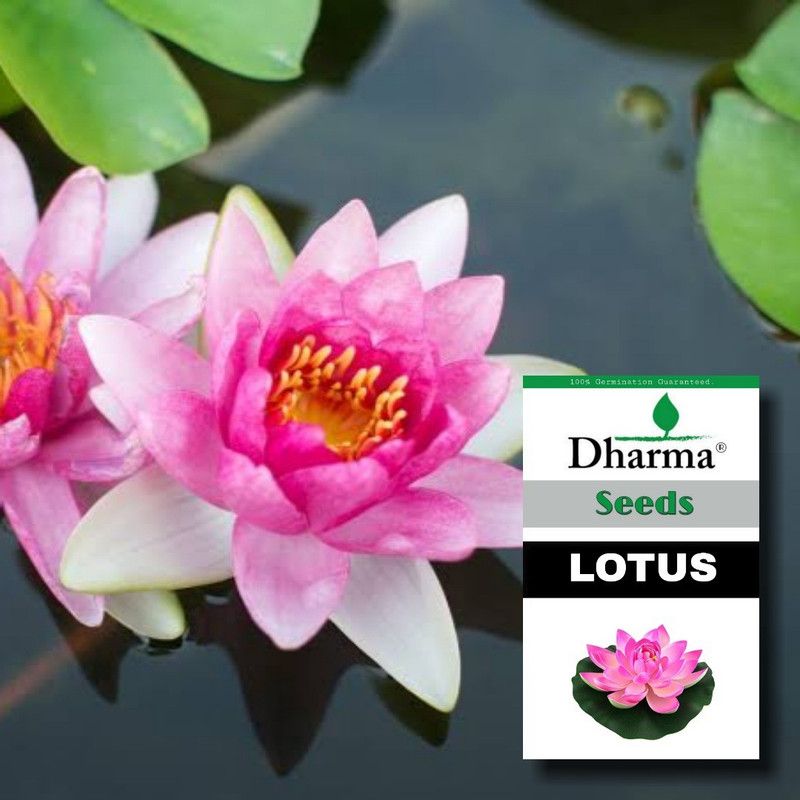 Dharma Lotus, Kamal, Padma Seed  (5 per packet)