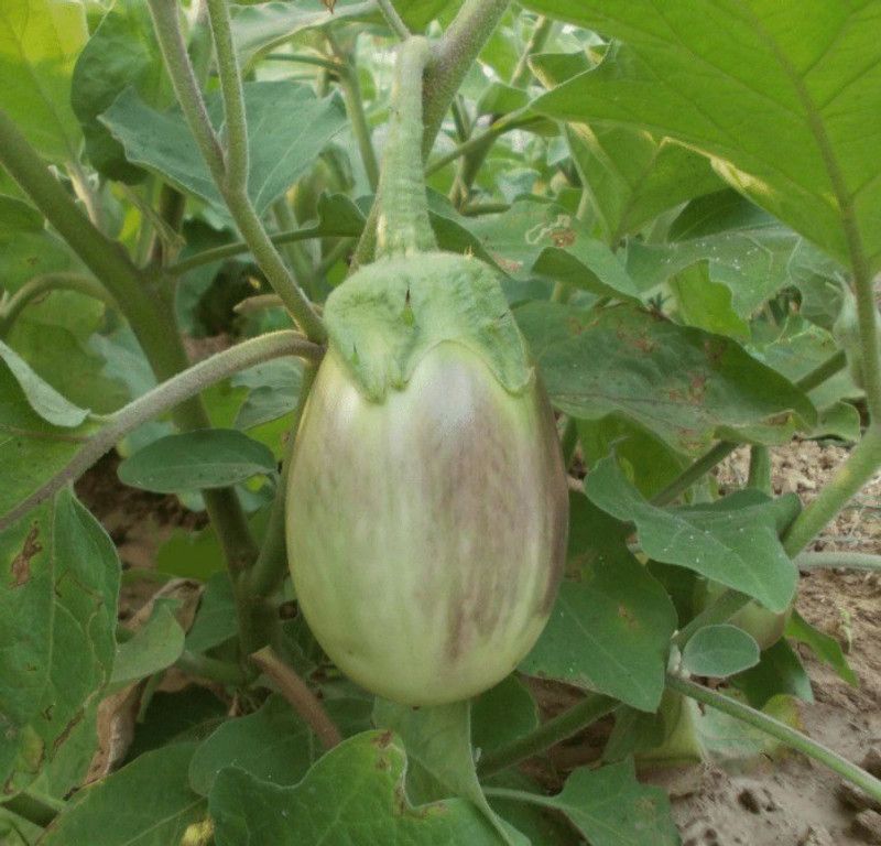 UGRA Brinjal Seeds Seed  (100 per packet)
