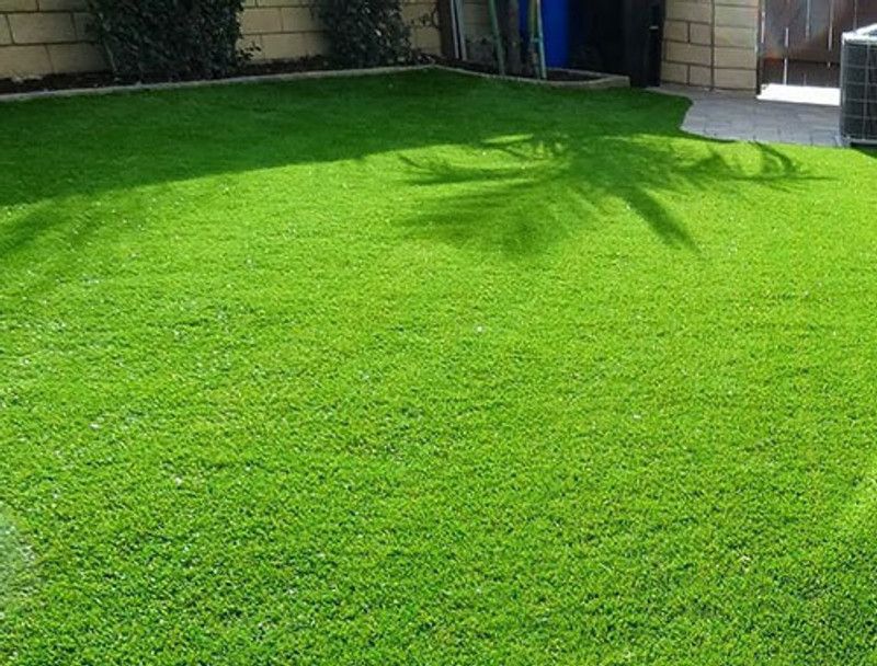 XOLDA Lawn Grass Seed  (31 per packet)