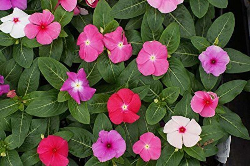CYBEXIS Periwinkle Vinca Seeds Flower Seed  (50 per packet)