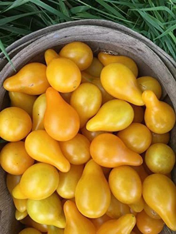 WILLVINE PAU-929 Yellow Pear Tomato Seeds Seed  (200 per packet)