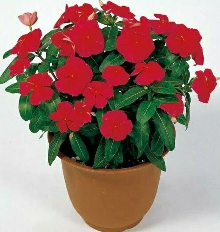 CYBEXIS Hybrid Vinca Red Seeds Seed  (1 g)