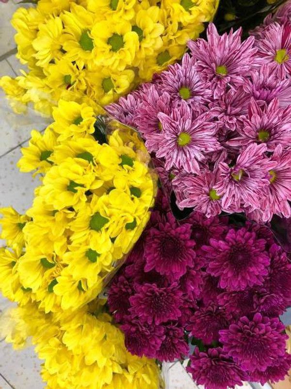 sporos Chrysanthemum Good Result Flower Seed  (10 per packet)