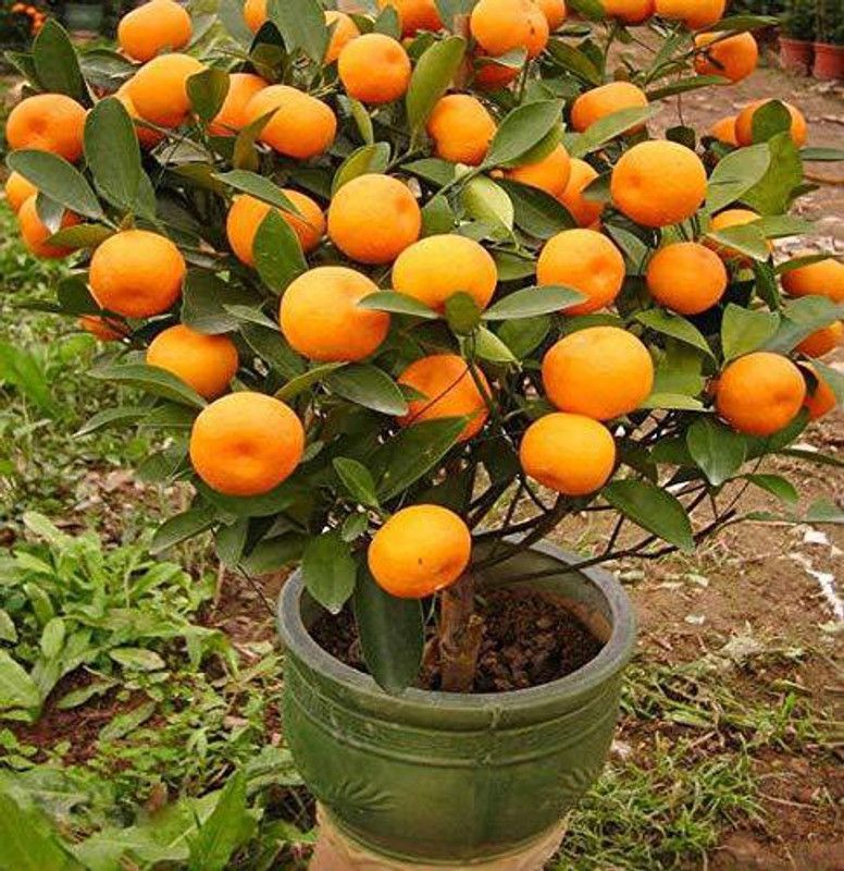 DIOART ™Dwarf Orange Seeds Fruit Seeds For Organic Farming Fruit Seeds Garden Pack-1059 Seed  (100 per packet)