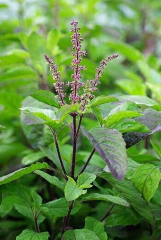 seedagro Tulsi Seed  (35 per packet)