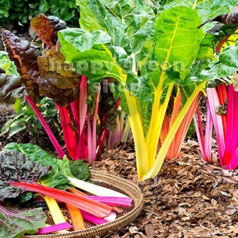 XOLDA Swiss Chard Yellow Plant Seed  (31 per packet)