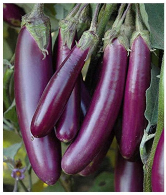 XOLDA Brinjal purple long plant Seed  (41 per packet)