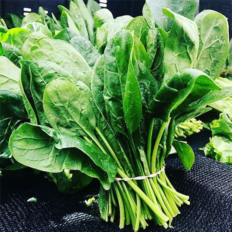 Dharma Spinach, Palak, Palong Seed  (360 per packet)